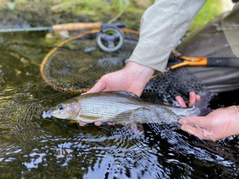 Doldowlod grayling - LD from Swansea